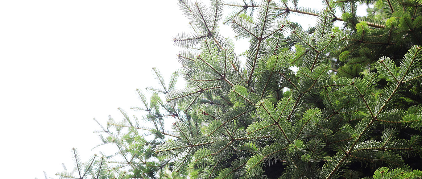 Conifers and coniferous trees title image