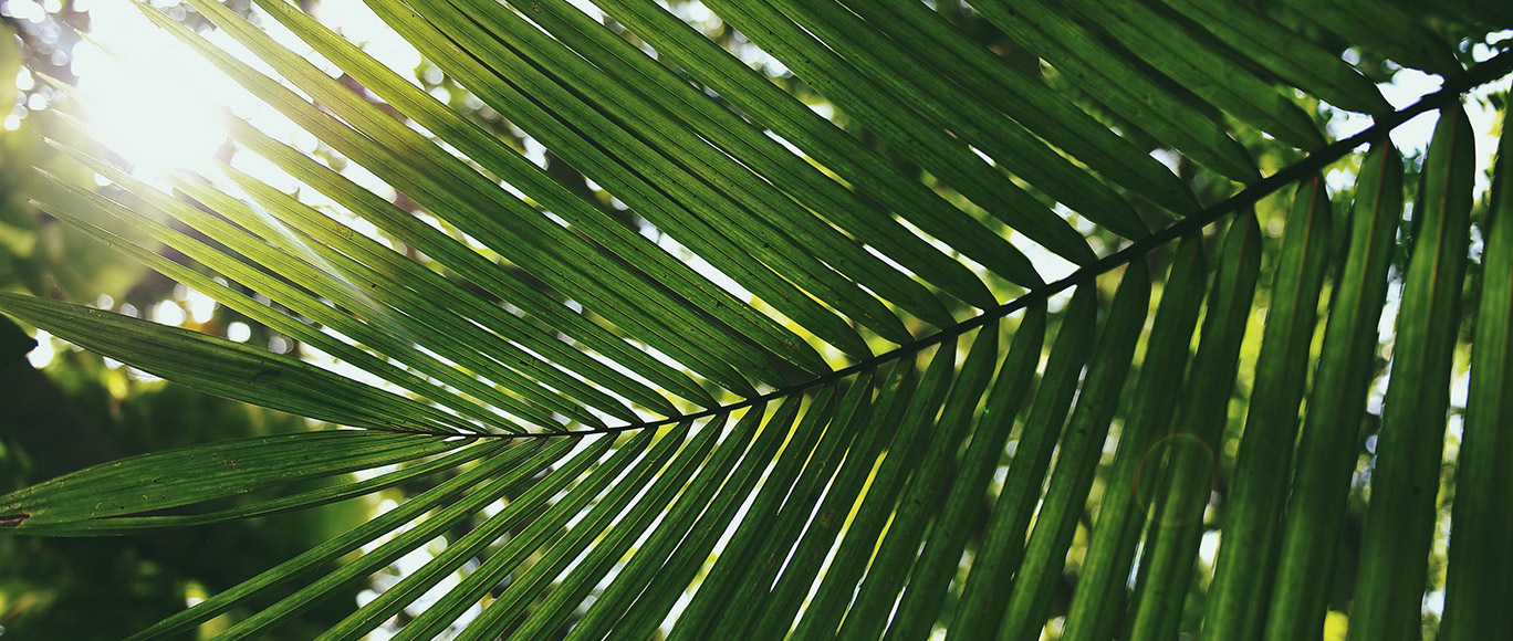 Feuilles de palmier Image de titre