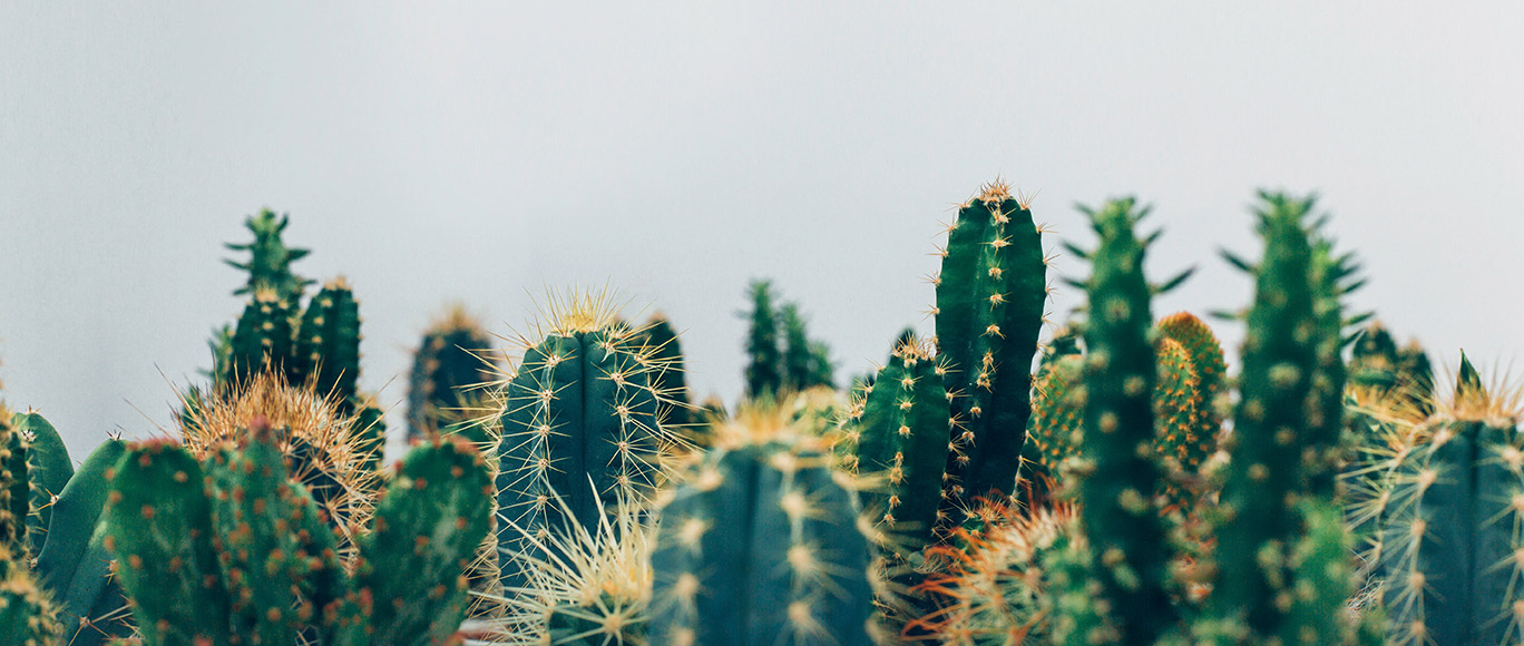 Cactus Image de titre
