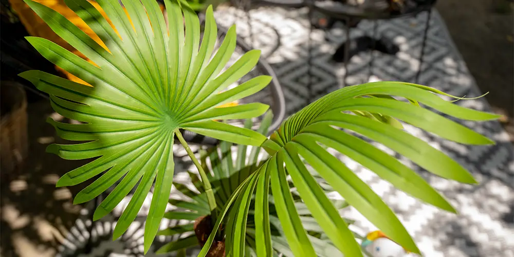 EUROPALMS Tropisches Flair Palmbäume