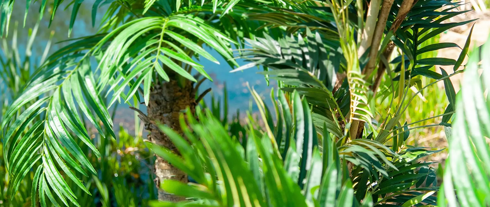 EUROPALMS Tropisches Flair Titelbild